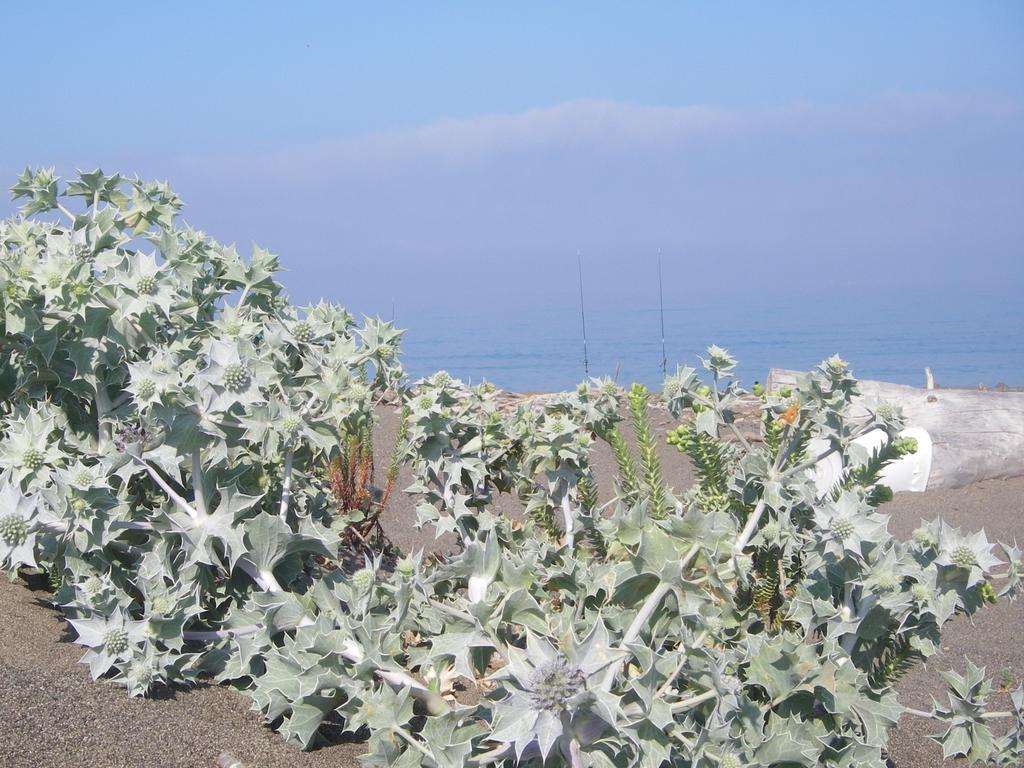 La Sassetta